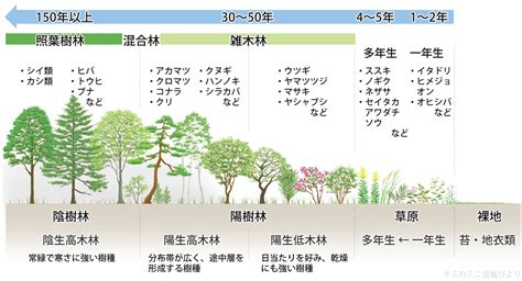 陽樹 陰樹|雑木林の遊歩道～植生【陽樹・陰樹・落葉樹・常緑樹・広葉樹・。